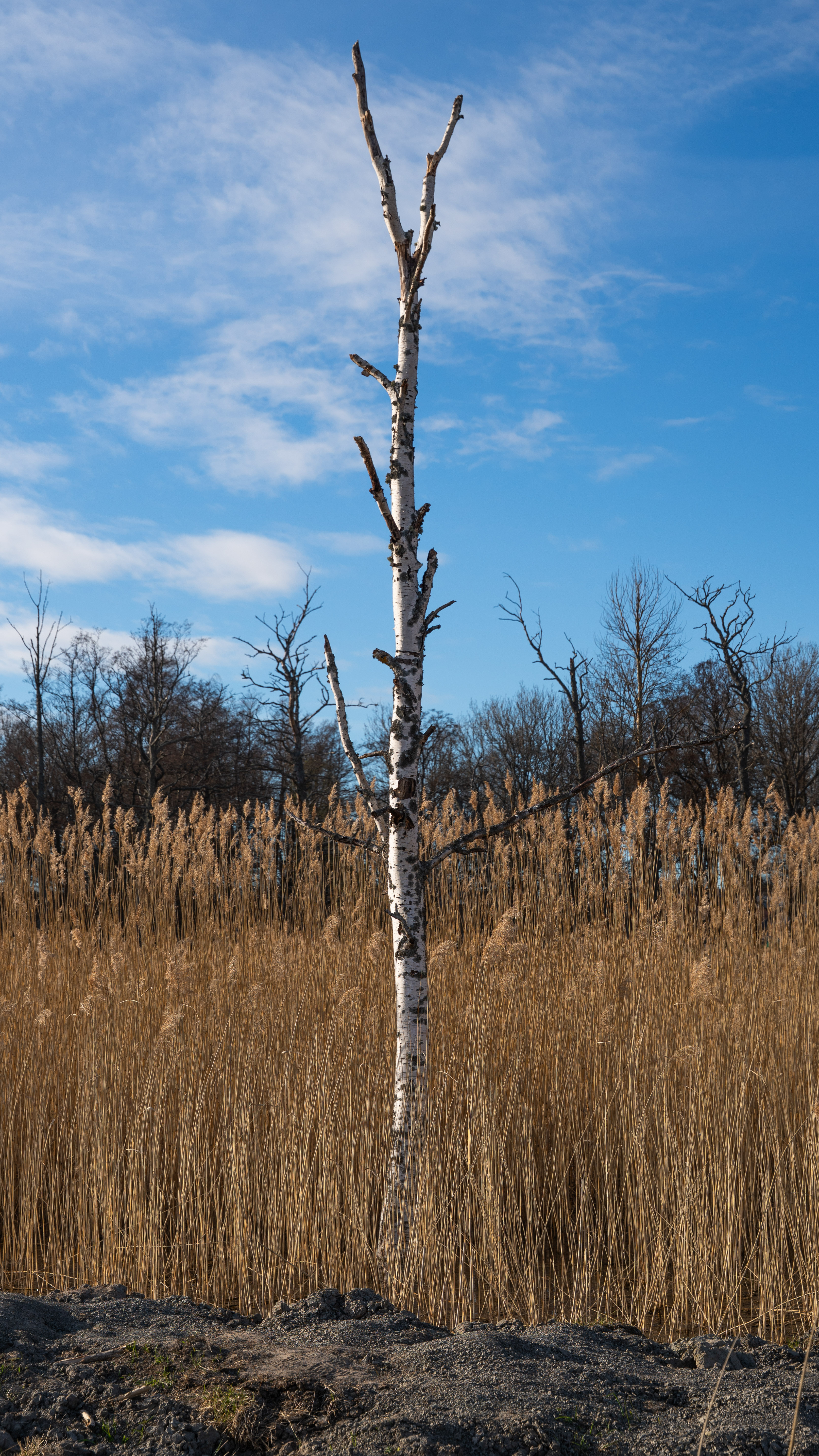Nordic nature