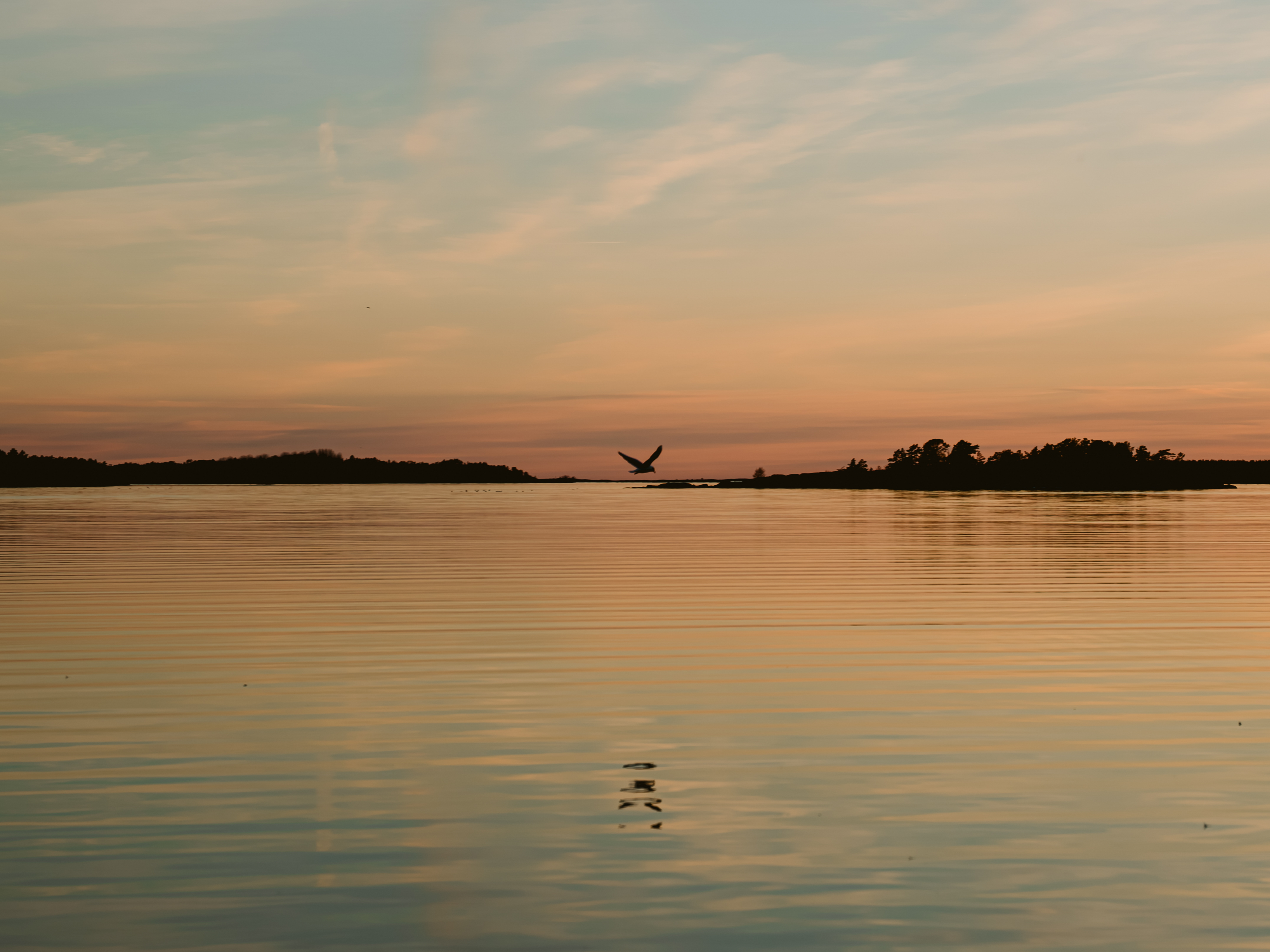 Bird at sunset