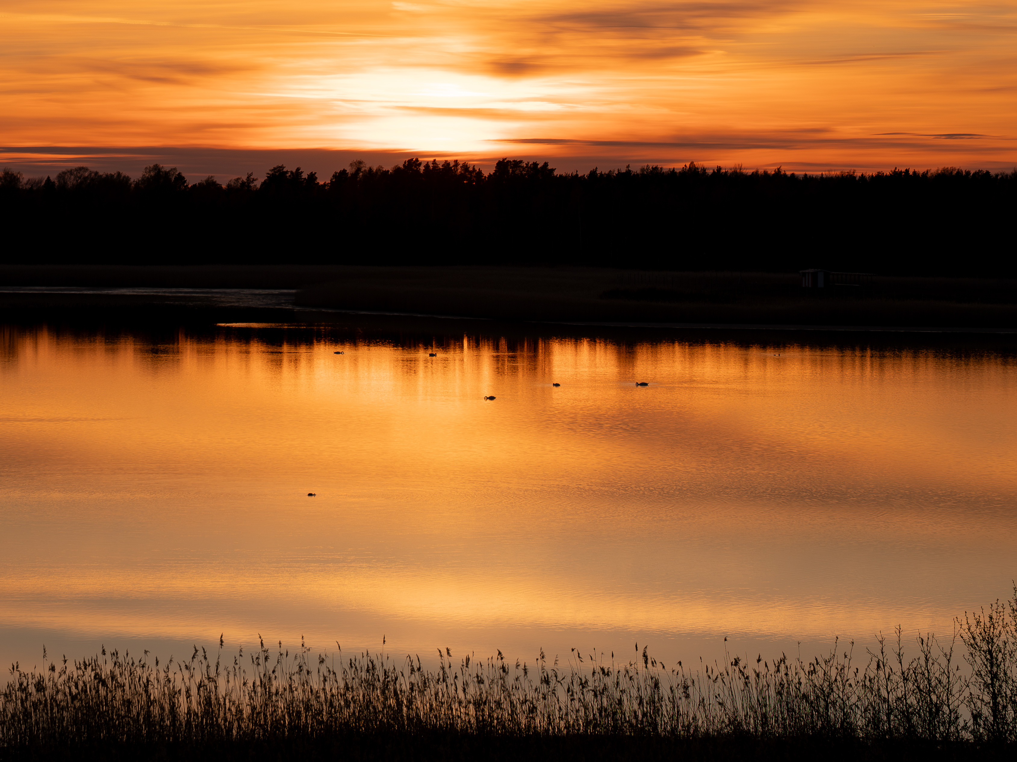 Swan at sunset